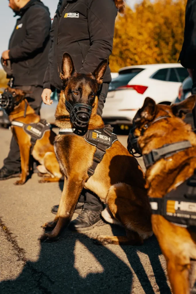 Hondengeleider van High Security